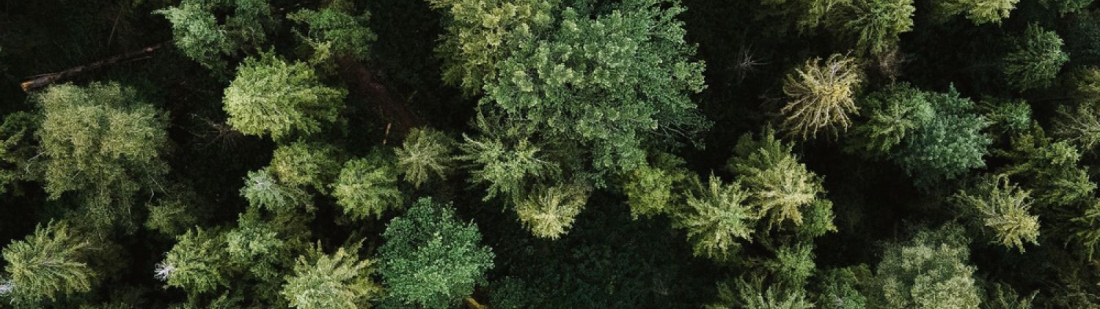 Best_Carbon_Offsetting_Schemes