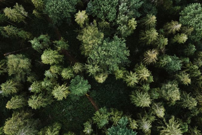 Best_Carbon_Offsetting_Schemes